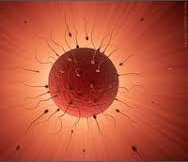 Sperm fertilizing an egg