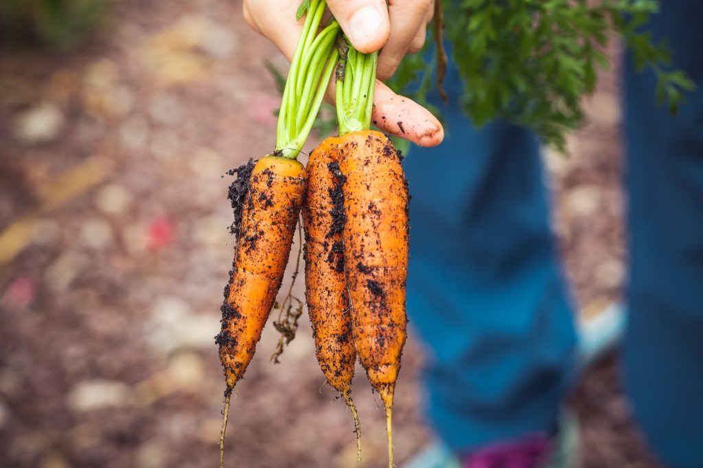 Carrots straight out of the ground